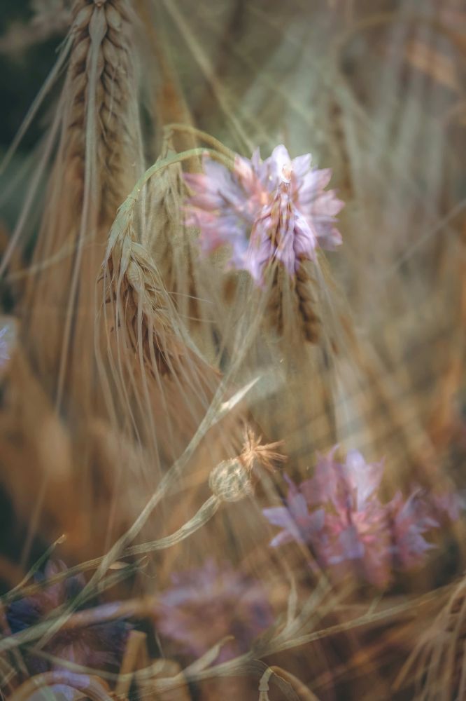 17 Rang 150 Bakr Nazmi